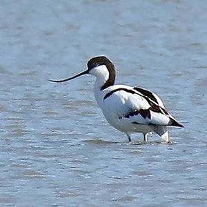 Pied Avocet